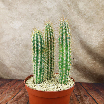 Pilosocereus gounellei cluster