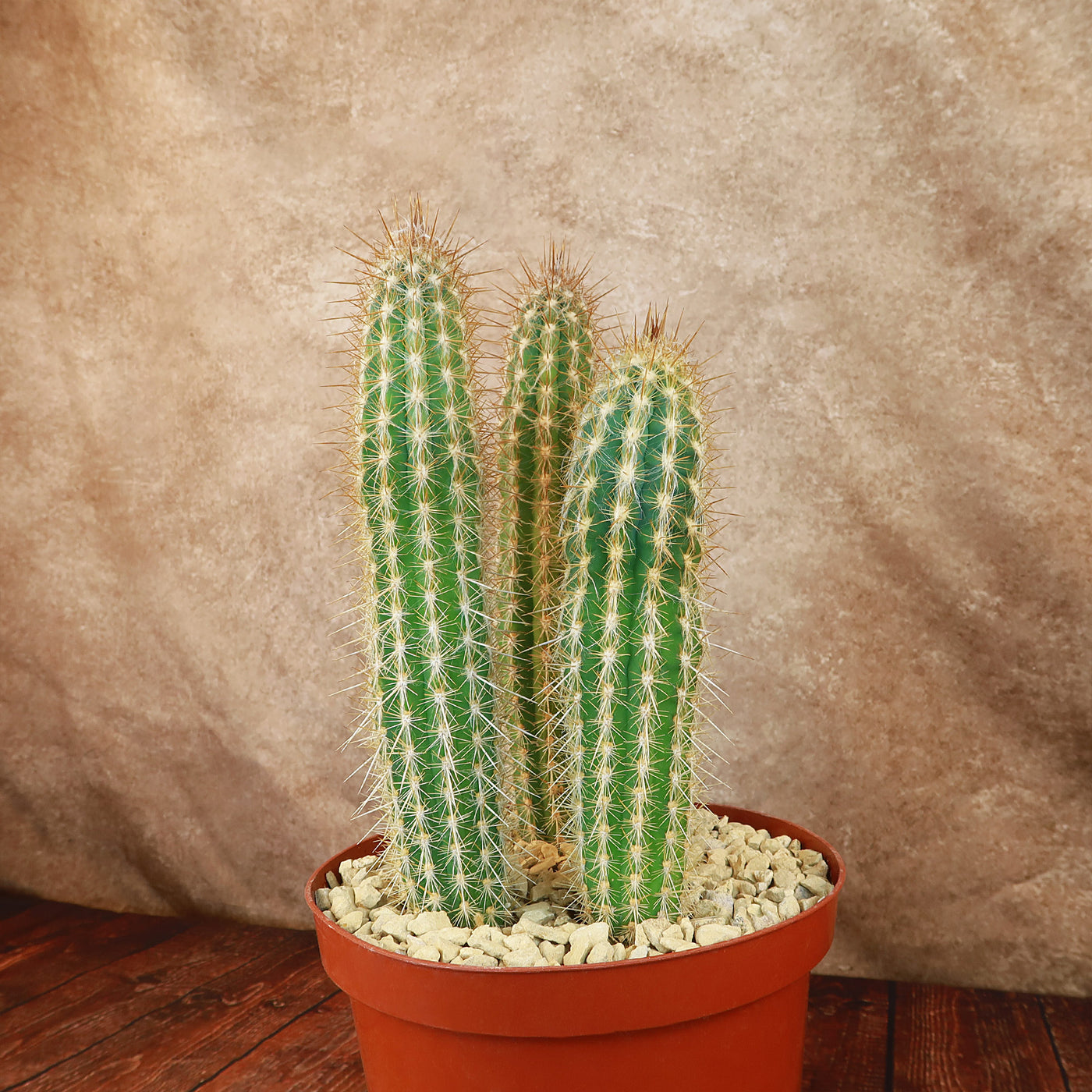 Pilosocereus gounellei cluster