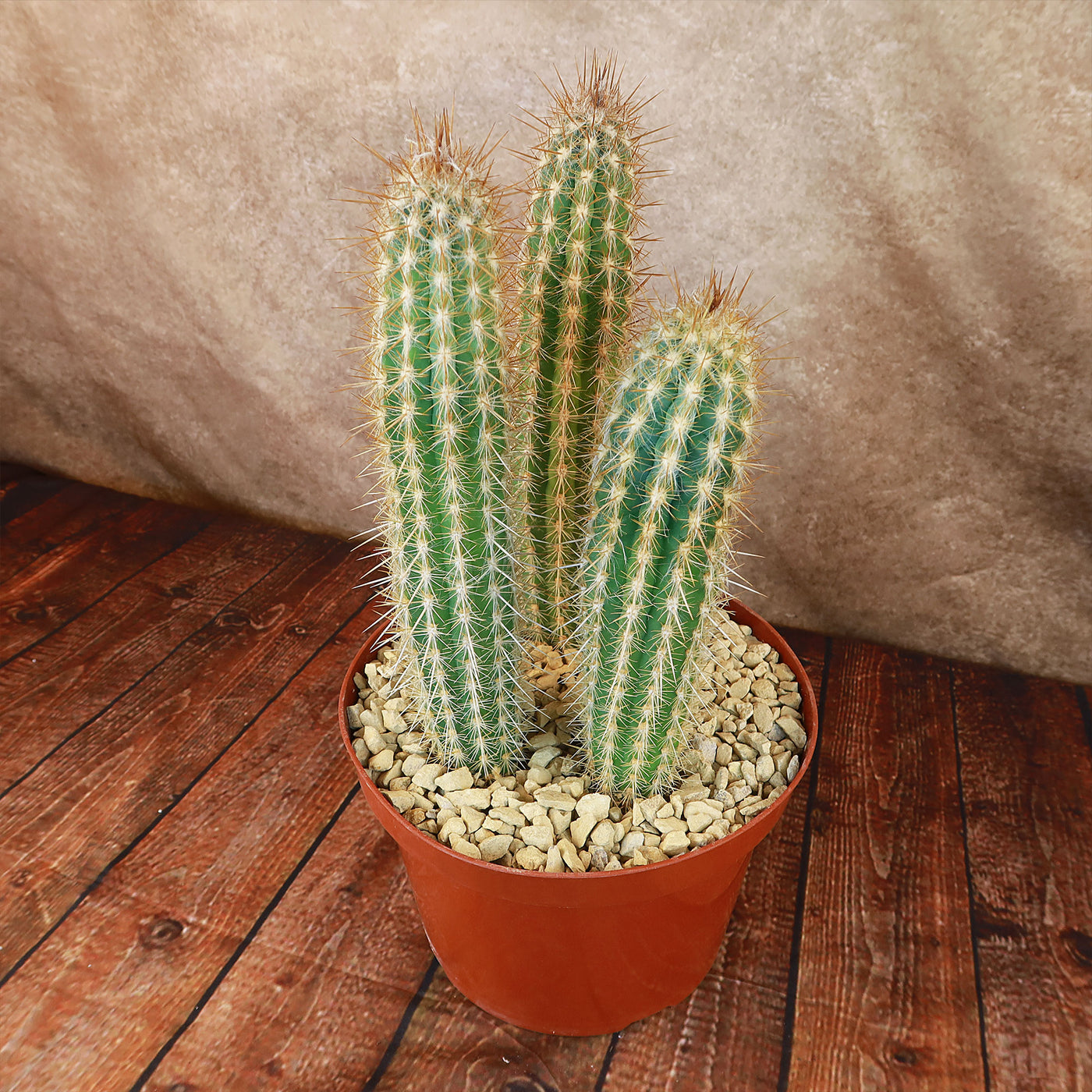 Pilosocereus gounellei cluster