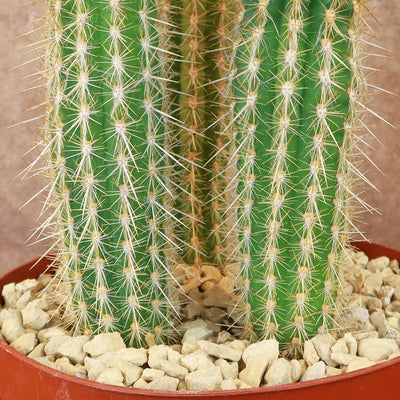 Pilosocereus gounellei cluster