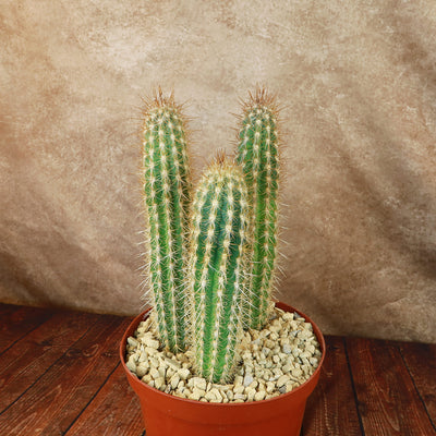 Pilosocereus gounellei cluster