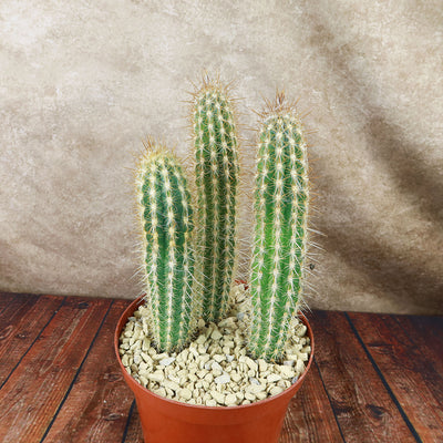 Pilosocereus gounellei cluster