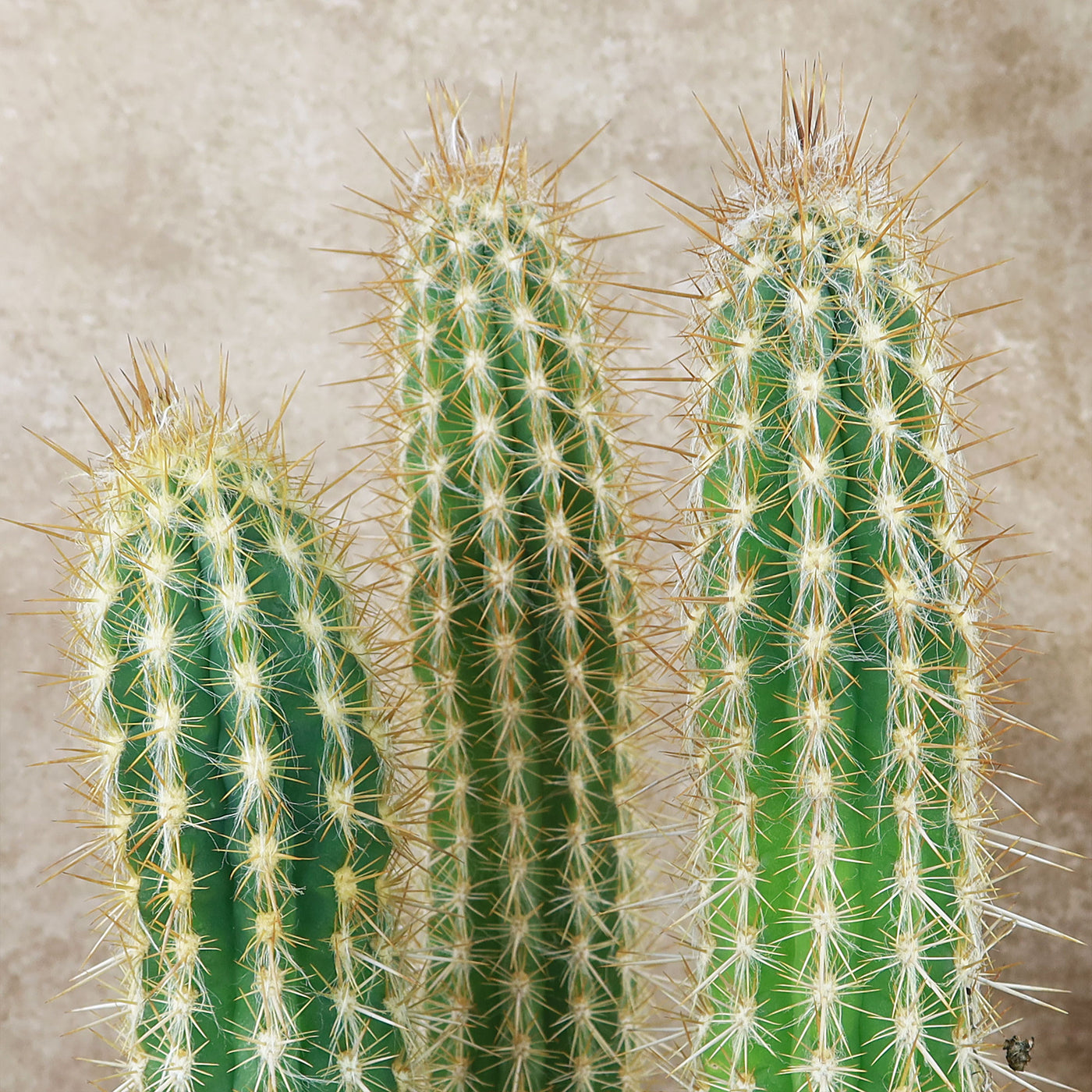 Pilosocereus gounellei cluster