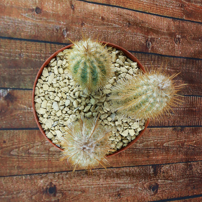 Pilosocereus gounellei cluster