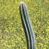 Brazilian Blue Cactus - Blue Columnar Cactus &