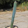 Brazilian Blue Cactus - Blue Columnar Cactus &