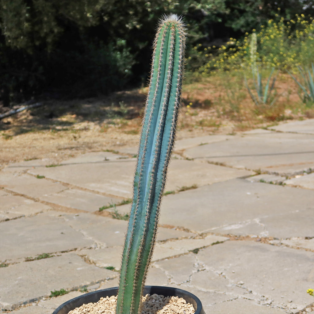Brazilian Blue Cactus - Blue Columnar Cactus &