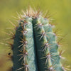 Brazilian Blue Cactus - Blue Columnar Cactus &