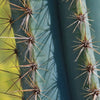 Brazilian Blue Cactus - Blue Columnar Cactus &