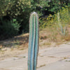 Brazilian Blue Cactus - Blue Columnar Cactus &