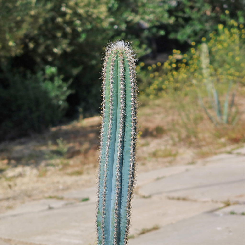 Brazilian Blue Cactus - Blue Columnar Cactus &