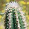 Brazilian Blue Cactus - Blue Columnar Cactus &