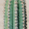 Brazilian Blue Cactus - Blue Columnar Cactus &