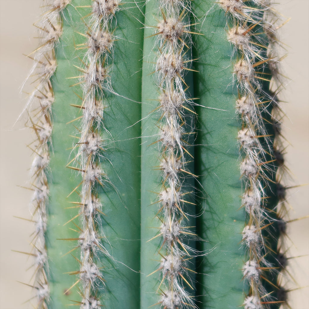 Brazilian Blue Cactus - Blue Columnar Cactus &