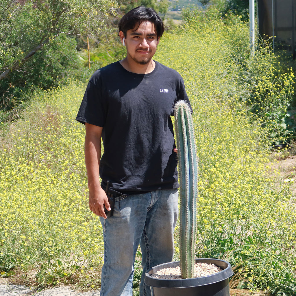 Brazilian Blue Cactus - Blue Columnar Cactus &