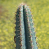 Brazilian Blue Cactus - Blue Columnar Cactus &