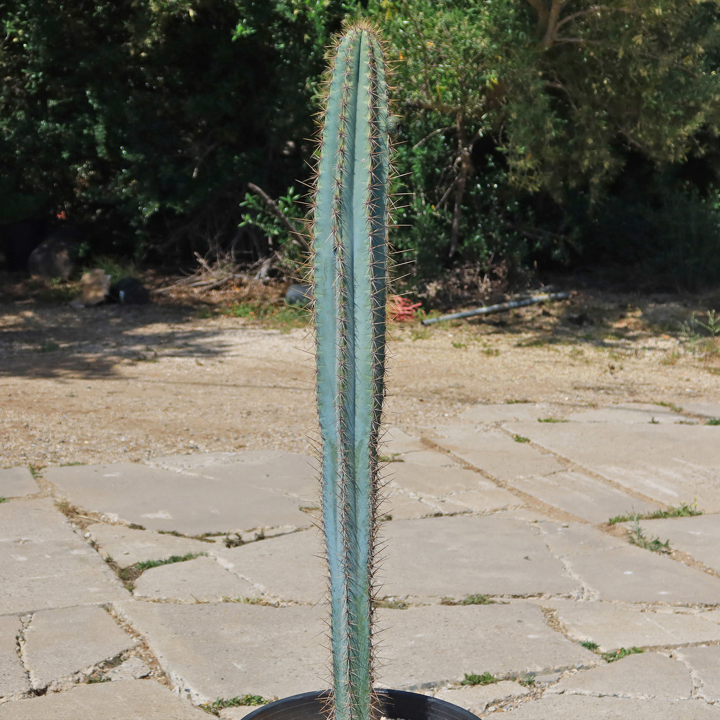 Cactus Azul Shop Brazilian Blue Cactus 'Pilosocereus azureus' | Fast Delivery ...
