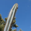 Brazilian Blue Cactus - Blue Columnar Cactus &