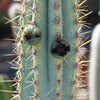 Brazilian Blue Cactus - Blue Columnar Cactus &