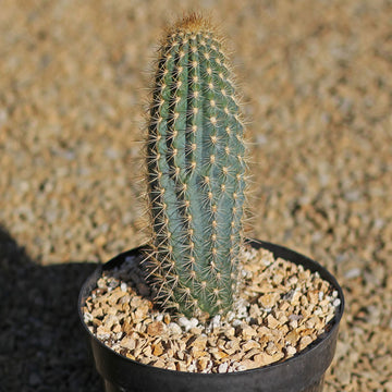 Green Philosophy Co. Cuscino Succulent® - Colore Smokey Blue - Morbido Cuscino Rotondo 40 Cm Per Divano O Letto