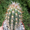 Pilosocereus gounellei