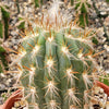 Pilosocereus gounellei