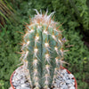 Pilosocereus gounellei