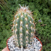 Pilosocereus gounellei