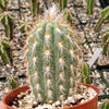 Pilosocereus gounellei