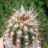 Pilosocereus gounellei