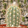 Pilosocereus gounellei