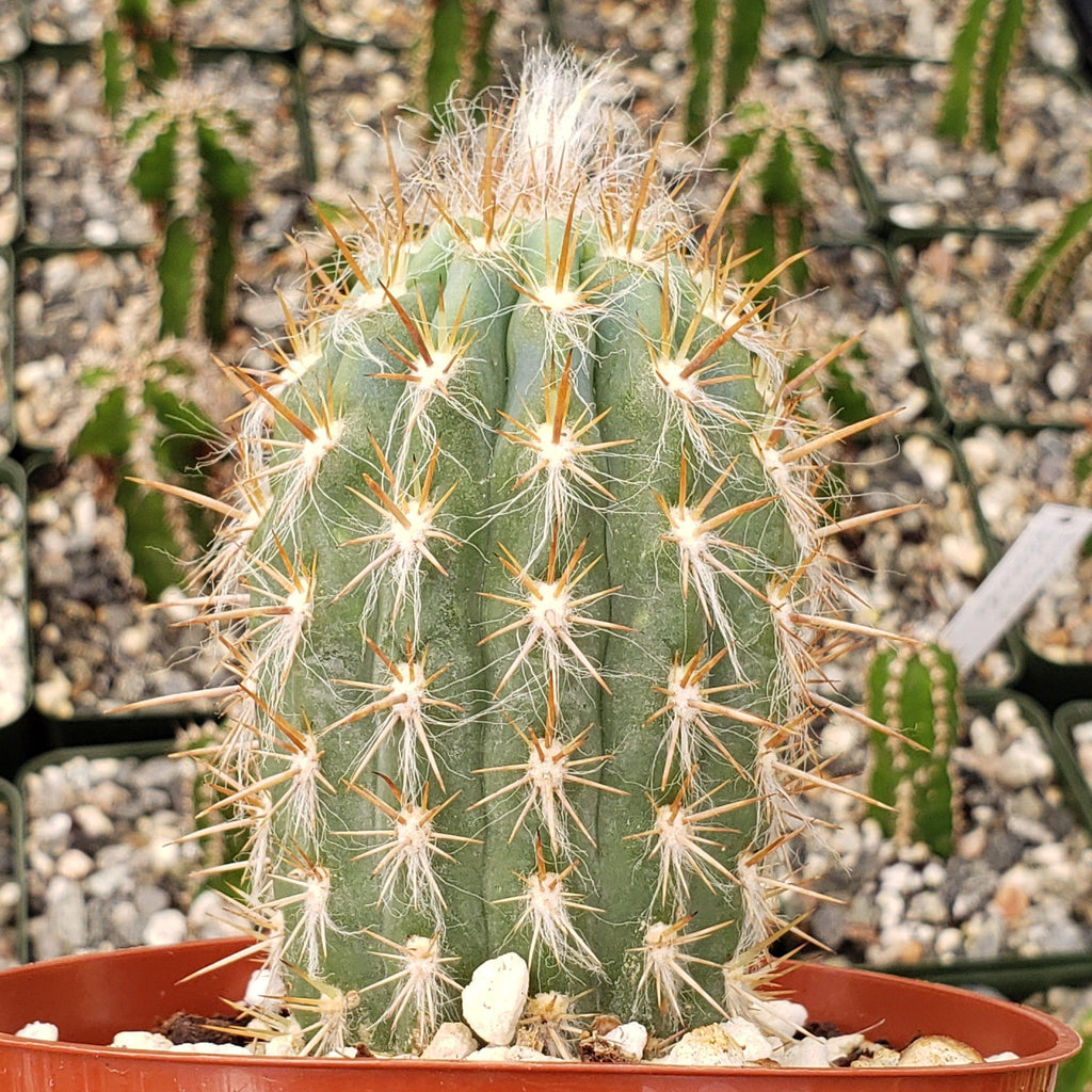 Pilosocereus gounellei