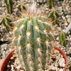 Pilosocereus gounellei