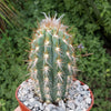 Pilosocereus gounellei