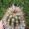 Pilosocereus gounellei