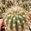 Pilosocereus gounellei