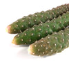 Pinecone Cactus Cuttings