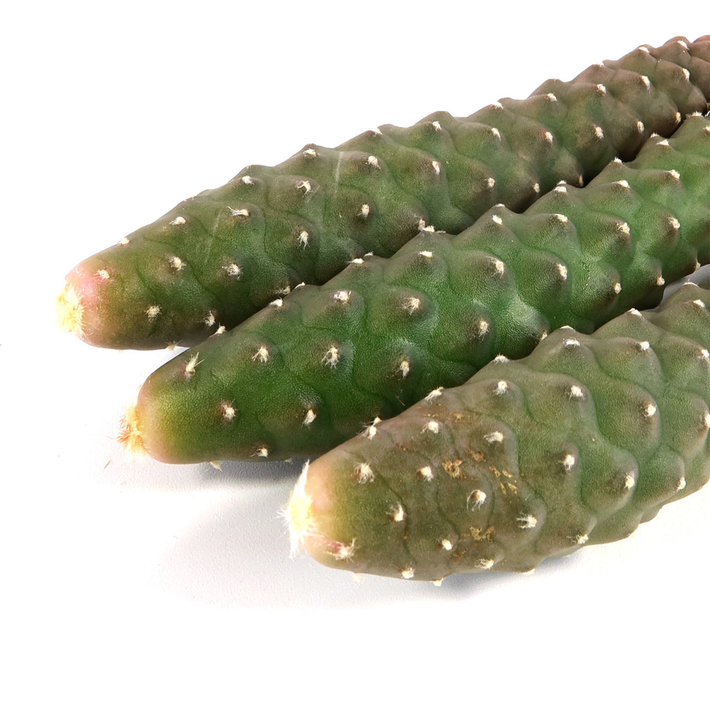 Pinecone Cactus Cuttings