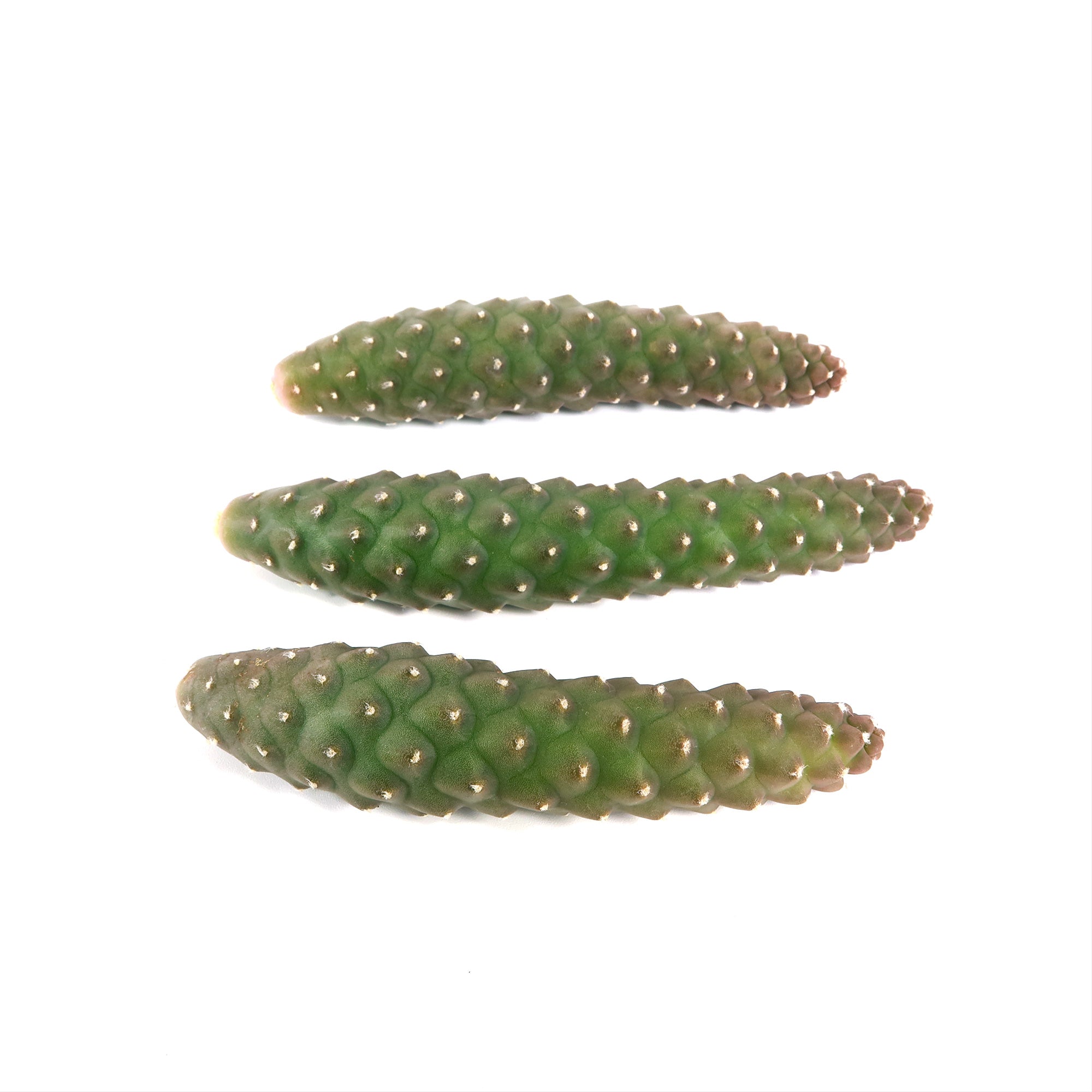 Pinecone Cactus Cuttings