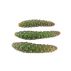 Pinecone Cactus Cuttings