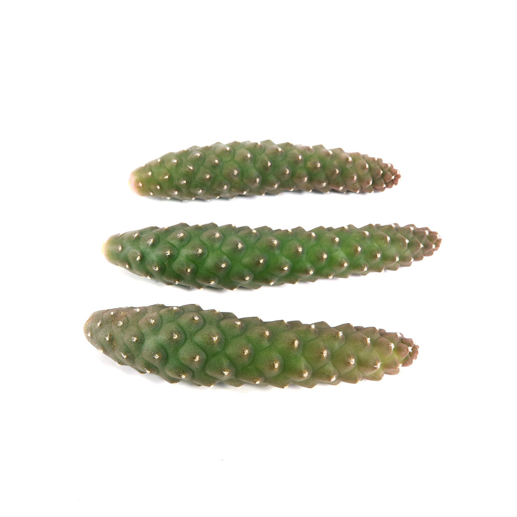 Pinecone Cactus Cuttings