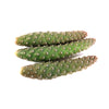 Pinecone Cactus Cuttings