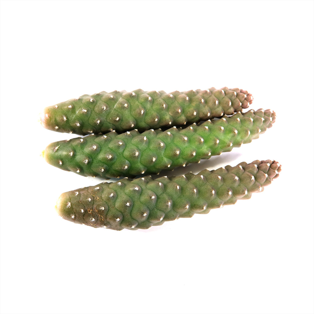 Pinecone Cactus Cuttings