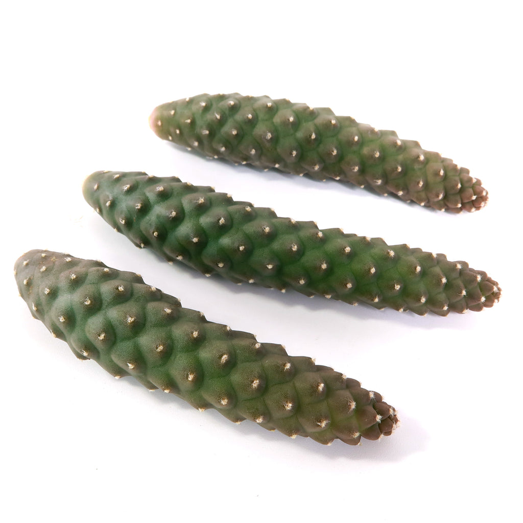 Pinecone Cactus Cuttings