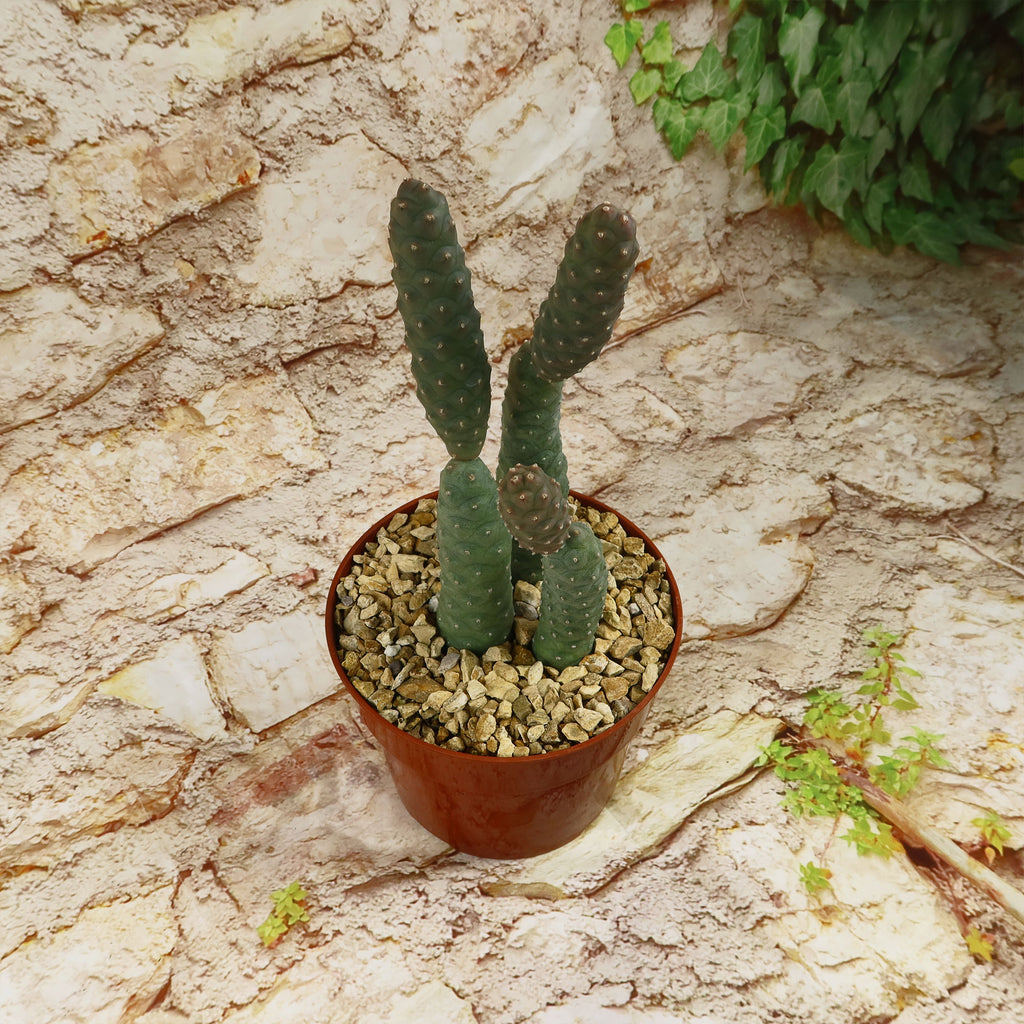 Triple Pinecone Cactus