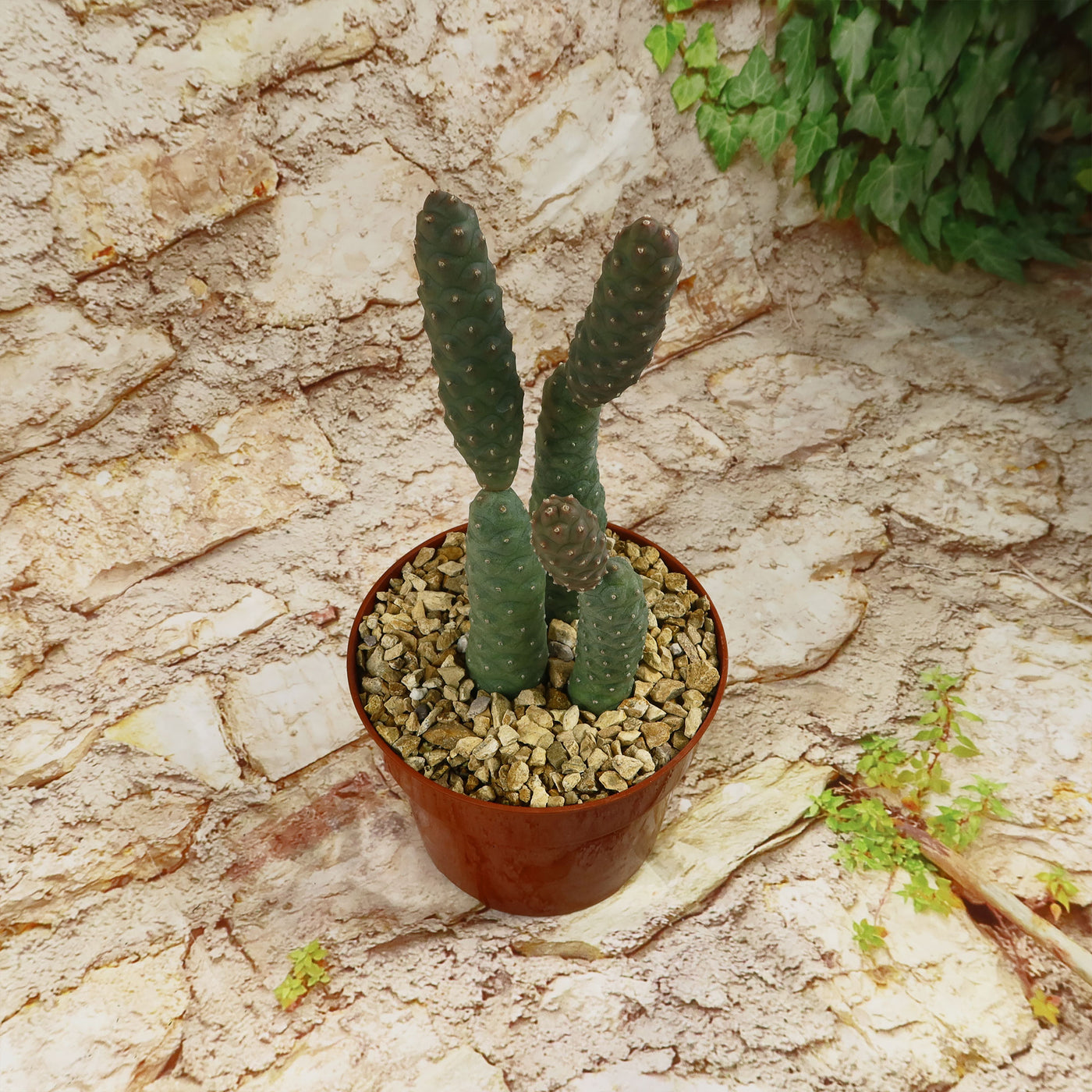 Triple Pinecone Cactus