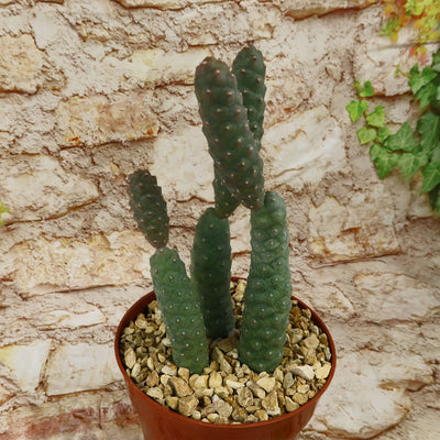Triple Pinecone Cactus