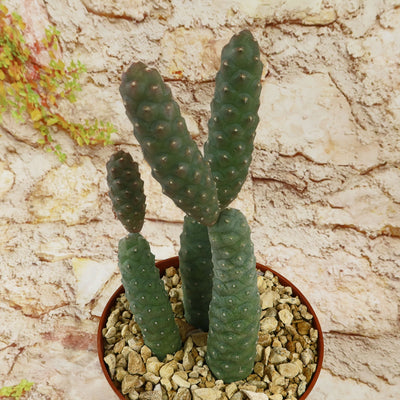 Triple Pinecone Cactus