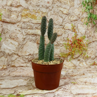 Triple Pinecone Cactus