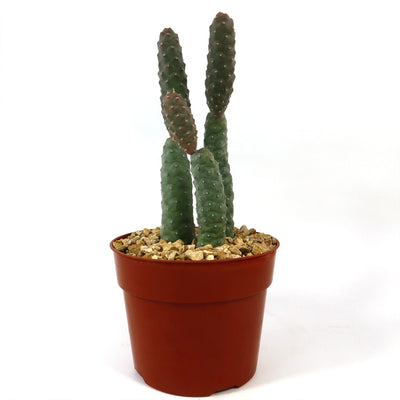 Triple Pinecone Cactus